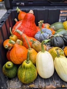 I am always trying to grow different and unusual specimens along with the more traditional varieties. We grow some pumpkins and squash from heirloom seeds. Heirlooms are old-time varieties, open-pollinated instead of hybrid, and saved and handed down through multiple generations of families.