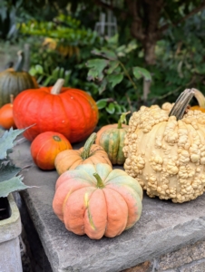 On this wall, are the orange, pink and cream colored varieties.