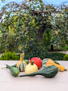 I also placed some gourds and squash on the terrace tables.