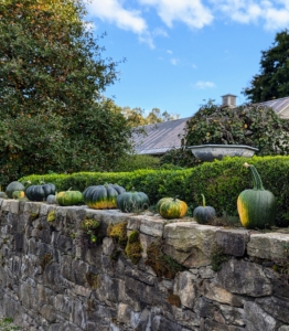 And on the wall in front of my Winter House terrace are all green pumpkins - many of which would have turned orange if they were left on the vines. Pumpkins start out green because they contain chlorophyll, a green pigment needed for photosynthesis. As the nights get longer in fall, pumpkins stop producing chlorophyll and start to produce carotenoids, which cause the pumpkin to turn orange, red, or yellow.