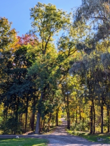 Here at my farm, one of the prettiest times of year to walk the four miles of carriage road around my home and through the woodland is now, when the foliage on so many trees and shrubs show off their fall colors. This is one of the most popular views – the road leading to my hayfields and the woodlands beyond.