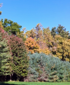 In the Northeast, some trees change early, others late – usually from October to November.