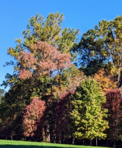 The trees around my hayfields display such wonderful shades of orange, yellow, amber, brown, and green. I love the layers of color created by the changing leaves. Although some autumn coloration occurs wherever deciduous trees are found, the most brightly colored foliage is seen in Canada, the northern United States, Scandinavia, northern and western Europe, the Caucasus region near the Black Sea, Russia, eastern Asia, Argentina, Chile, southern Brazil, Korea, Japan, and New Zealand’s South Island.