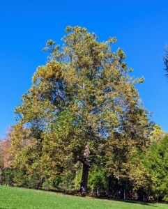 At the edge of the back field is the giant sycamore tree – the symbol of my farm. The foliage of American sycamore trees is a crown of large leaves. In autumn, they turn shades of yellow and brown. I hope you can enjoy some of the season's colors where you are.