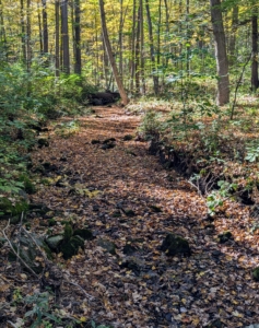 Autumn leaves have already filled this stream bed in the woods.