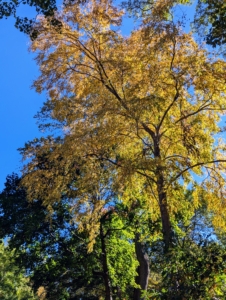 While it varies from tree to tree, once leaves start changing color and falling, it typically takes a few weeks for most of them to drop off completely. As temperatures drop, trees produce a separation layer at the stem of the leaf, causing it to detach.