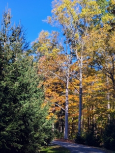 Here, the evergreen on the left will keep its green colors through the year, but soon the trees on the right will be bare.