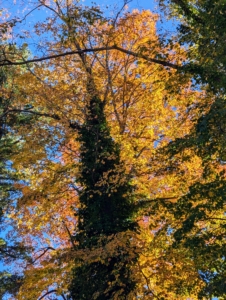 Here's a look up at a canopy of golden sugar maple leaves. Because of changes in the length of daylight and changes in temperature, leaves stop their food-making process. The chlorophyll breaks down, the green color disappears, and the yellow to gold and orange colors come out and give the leaves part of their fall splendor.