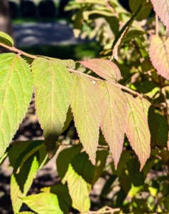 Viburnum leaves change colors in the fall, and may turn red, burgundy, and yellow, depending on the species.