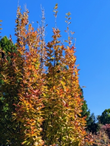 These are Japanese Stewartia trees. Native to Japan, this tree is known not only for its brilliant shades of orange that emerge in fall, but also for its interesting exfoliating bark and delicate blooms. I love Stewartia trees – do you know why? Here’s a hint: it’s in the name.