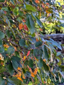 These are the changing leaves of my Nyssa tree near my Winter House terrace. This beautiful Nyssa sylvatica, or black tupelo dark green leaves in summer, but in the fall its foliage turns yellow, orange, bright red, purple or scarlet – all colors that may appear on the same branch. It’s just starting to transform.