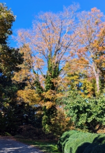 This sugar maple is planted in my tree peony bed. Maples and sugar maples are usually the first trees to change color in the fall, typically turning orange, yellow, and red.