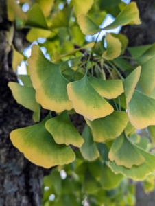 Here's a close look at the leaves showing the changing colors from bright green to yellow.