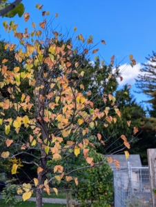 Redbud trees, with their heart-shaped leaves display a variety of fall colors, including yellow, golden, and crimson.