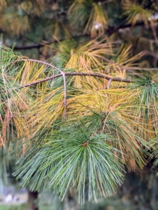 The older, innermost needles of Eastern white pines often turn yellow all at once. The needles are usually a paler and more yellowish color than other pines, but still quite attractive this time of year.