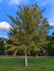 Ginkgo biloba, commonly known as ginkgo or gingko, and also known as the maidenhair tree, is the only living species in the division Ginkgophyta. It is found in fossils dating back 270-million years. Native to China, the ginkgo tree is widely cultivated, and was cultivated early in human history.