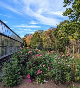 Here at the farm, the leaves are falling in such droves it's been hard to keep up with all the blowing and raking, but tucked behind my vegetable greenhouse is a little bit of summer - my bed of dahlias is still holding strong with a number of beautiful blooms.