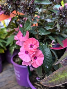 Phlox is a hardy, long-lived perennial that blooms from mid-summer to early fall. I grow a lot of phlox in my flower garden. This Bubblegum Pink Phlox is fragrant with bright blossoms accentuated with dark pink eyes.