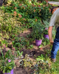 Josh digs all the holes before planting, which is faster and more efficient when planting in numbers.