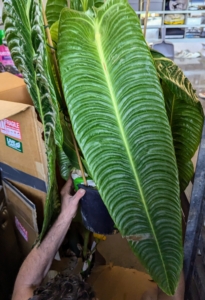 Here is the leaf of a large Anthurium. Anthurium is a genus of about 1,000 species of flowering plants, the largest genus of the arum family, Araceae. General common names include anthurium, tailflower, flamingo flower, pigtail plant, and laceleaf. The leaves look similar to a knight's shield, and hang down on the end of long stems.