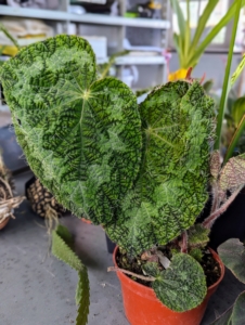 I am also very fond of begonias. Begonia is a genus in the family Begoniaceae. It contains at least 1500 different plant species and numerous hybrids. They are native to Mexico, Central and South America, Asia and South Africa - regions with tropical and subtropical climates.