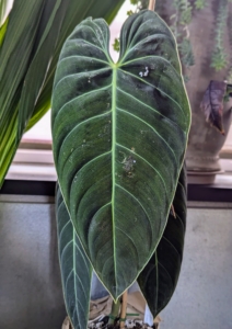 Philodendron melanochrysum is a spectacular vining philodendron that when mature produces two-foot long leaves of iridescent black-green with pale green veins.