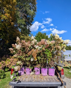 This year we're adding some of the First Editions hydrangeas. Now that it is fall, these hydrangeas are beginning to fade, but they're all in excellent condition and ready to be planted.