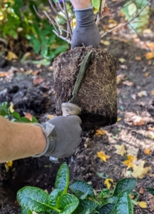 Josh scarifies the next plant. I have the crew scarify all root balls, meaning make beneficial cuts, before planting to encourage new growth and make the plant more stable.