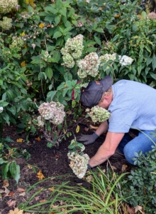 This hydrangea will fill in this void nicely. Remember, perennials grow slowly the first year, faster the second year, and then usually reach full size in the third year.