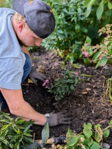 The plant should sit at the same depth it was in the pot. Josh backfills, tamping the soil lightly at the end to ensure good contact.