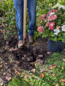 Josh digs a hole for this Endless Summer Collection hydrangea.