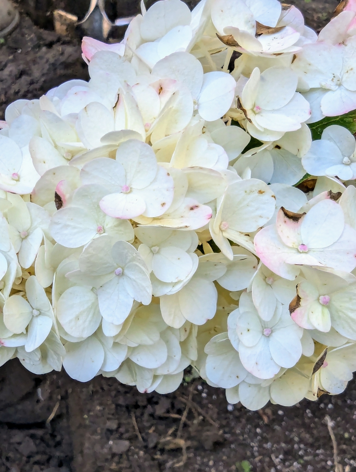 High-Quality Martha Stewart Planting Hydrangeas Landscape Photography High-Quality Martha Stewart Planting Hydrangeas Landscape Photography