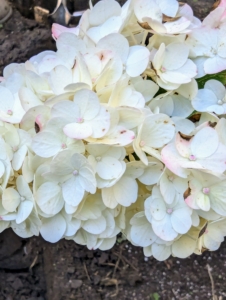 Strawberry Sundae is also a panicle hydrangea. This one is perfect in small hedges or as part of mass plantings. The flowers emerge creamy white in midsummer and change to pink as night temperatures cool down.