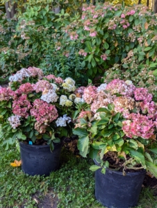 These are macrophylla hydrangeas, commonly called big leaf hydrangeas - deciduous shrubs with a more rounded habit.