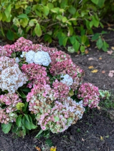 All these hydrangeas and phlox will flourish in this garden and make nice additions to the already established plants. Develop gardens thoughtfully and they will provide many years of enjoyment.