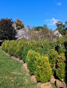 This large collection of boxwood is from Select Horticulture in nearby Pound Ridge, New York. I get many of my bigger specimens from Select Horticulture - they are always very healthy and lush.