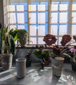 Once all the plants are unpacked, they are laid out onto the large table in my greenhouse head house, so they can be repotted, fed, and watered. Ryan starts by looking for the appropriate sized pots.