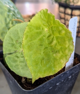 Begonia phuthoensis is a rhizomatous species from Vietnam with unique round leaves in light green.