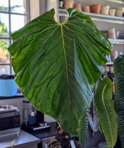 Rare anthuriums are grown for their foliage. The leaves are oval-heart shaped and vary in size and shape.