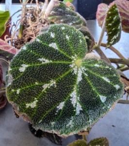 Begonia pustulata is a rhizomatous species from Mexico with a distinctively textured leaf. The silvery variegation is thought to prevent insects from laying their eggs on the foliage, therefore preventing the leaves from getting eaten.