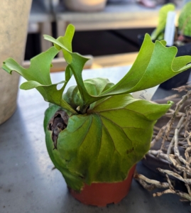 This is Platycerium ridleyi or Ridley's Staghorn Fern. I love Staghorn ferns and have several giant ones in my collection. This one is still small, but will be mounted on a block as it develops.