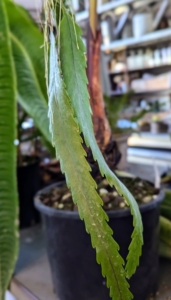 Lepismium houlletianum, also known as Houllet's Lepismium, is a cactus native to the tropical rainforests of Brazil. It has long, slender notched green stems that can grow up to six feet in length.