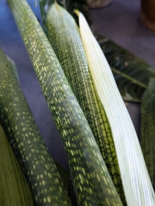 These are the leaves of Vriesea gigantea. The Vriesea gigantea is also known as the giant Vriesea and is a stunning bromeliad species prized for its impressive size and vibrant spineless foliage when mature.