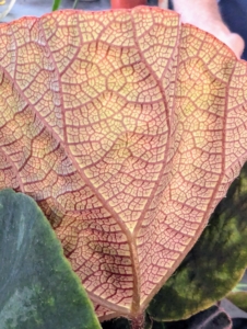 And here is the back of the same leaf with beautifully pronounced red veining.