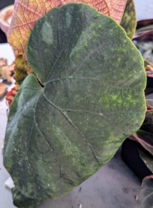 Rhizomatous begonias are grown for their interesting and spectacular leaves. They come in an array of sizes, colors and textures, and can be small or large, smooth or veiny, decorated in bold accents of red, copper and silver or subtle shades of green.