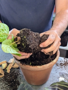 For this Begonia, Ryan scarifies the root ball with his hands, teasing the roots at the bottom to stimulate fresh growth.