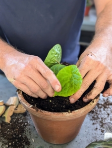 And then he gently places it into the new pot – planting it slightly deeper than it was before. If needed, a little more potting mix is added around the plant and patted down.