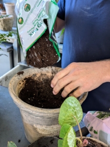 Ryan is using Miracle-Gro Tropical Potting Mix. This formula is fast-draining and includes sand and perlite to help create an optimal growing environment. The mix is also fortified with iron and plant food.