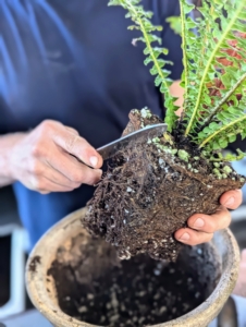 Ryan uses a knife to scarify the roots of this deer fern, Blechnum. He slices through the roots in several areas to encourage root growth. It may seem harsh, but the plant will send out new feeder roots and will soon recover.