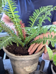 Also called a hard fern, Blechnum is an upright evergreen fern that displays finely textured, arching fronds. New growth emerges reddish-bronze and then turns green. After Ryan pots up the plant, he adds more potting mix and pats it down, so there is good contact between the plant and the soil.